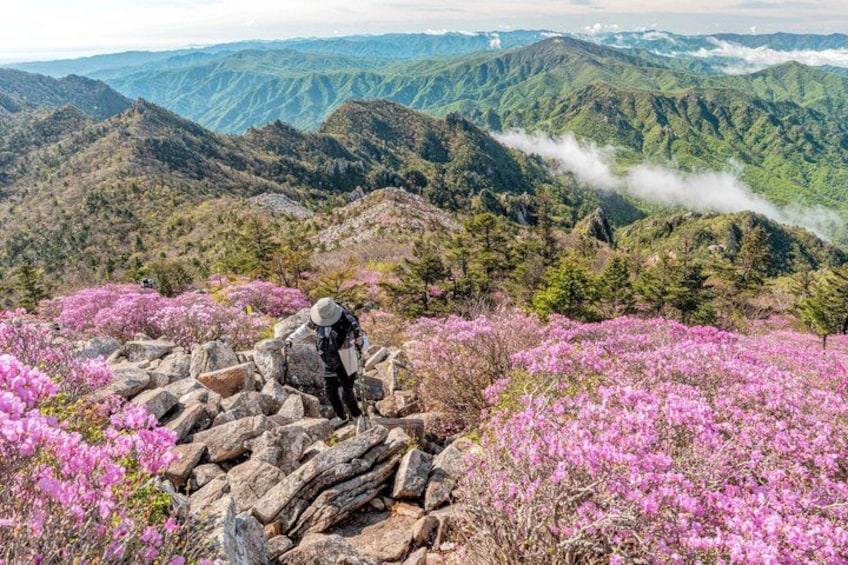 A hiker on a rocky outcrop with pink flowers in the foreground and mountainous terrain in the background. 4