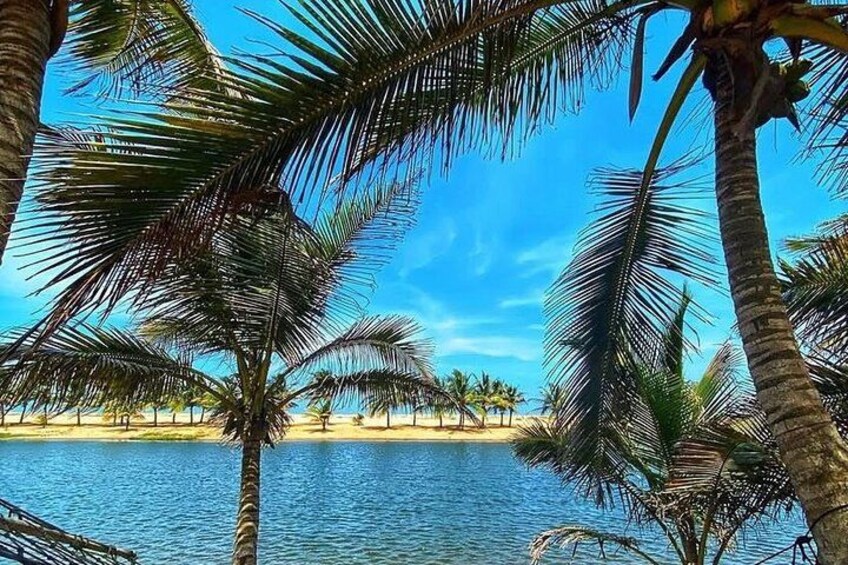 A beach with palm trees and a clear blue sky. 2