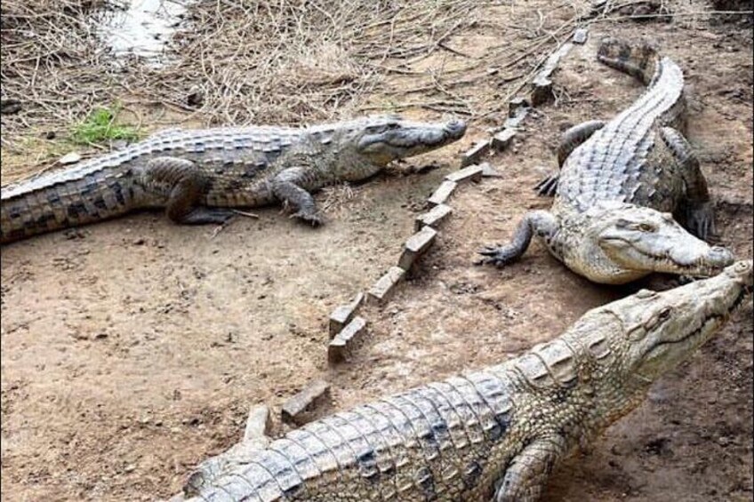 A group of crocodiles on a dirt ground with wooden planks. 3