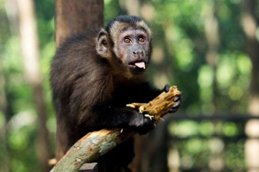 A monkey holding a piece of wood, surrounded by trees. 1