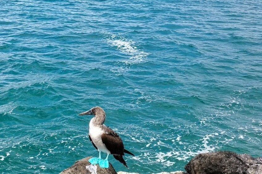 A bird standing on a rock by the sea. 4