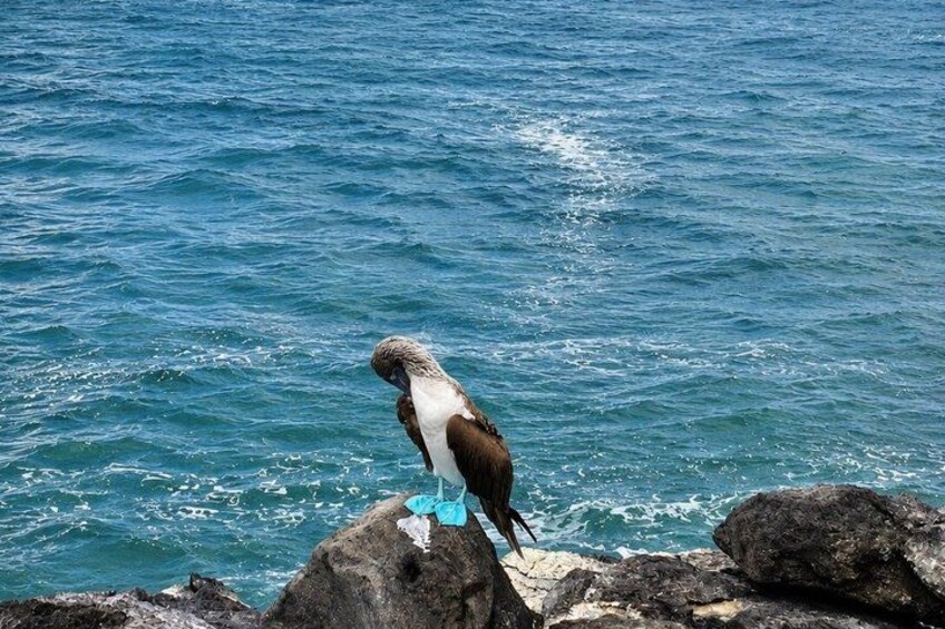 A bird standing on a rock by the ocean. 5