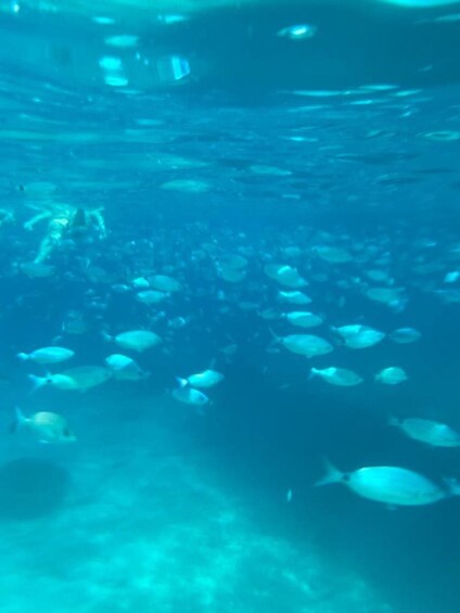 An underwater scene with numerous fish swimming in a school. 4