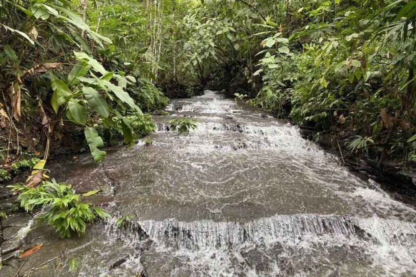 A small waterfall in a lush, green forest. 2