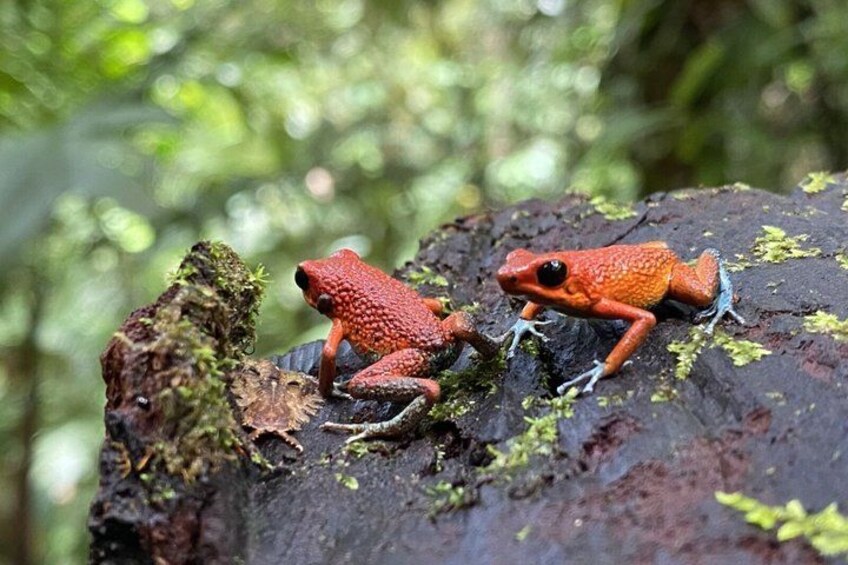 Two red frogs on a moss-covered rock in a forest. 5