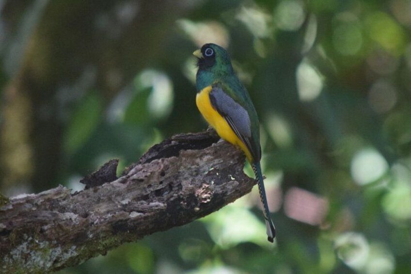 A bird perched on a branch. 4