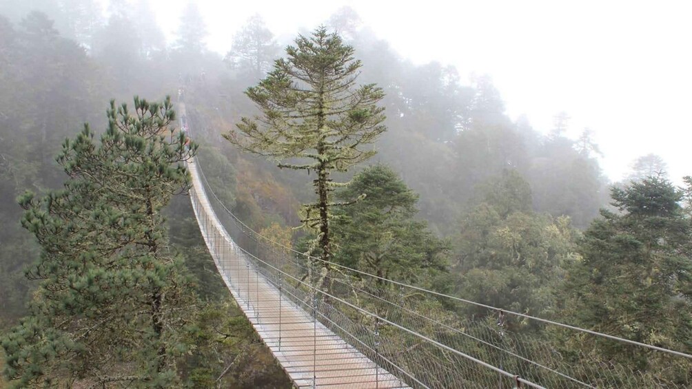 A suspension bridge in a forested area with fog. 1