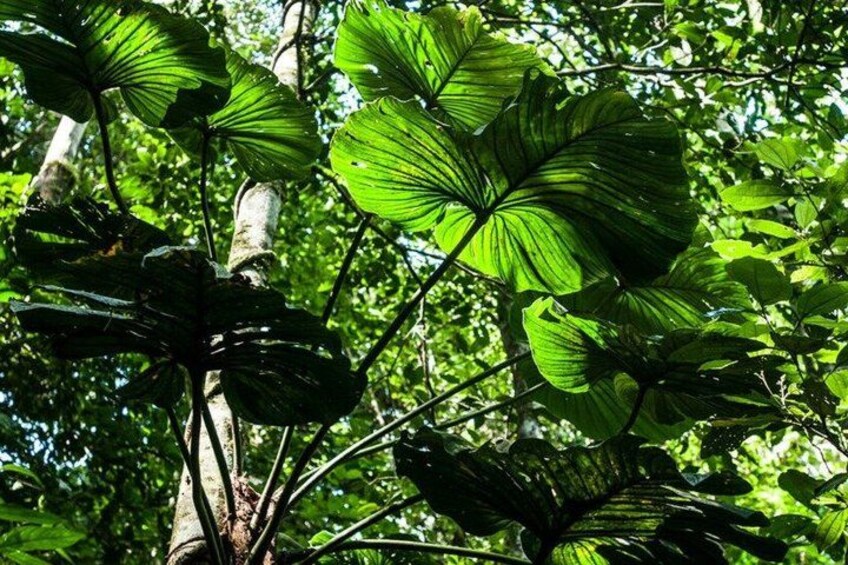 A dense tropical forest with large green leaves and tree trunks. 2