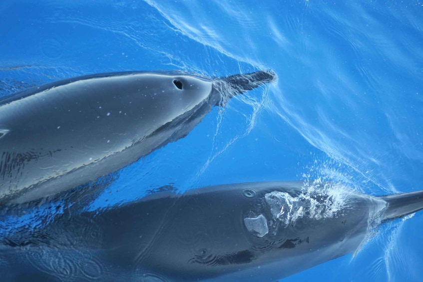 Two whales swimming underwater. 1