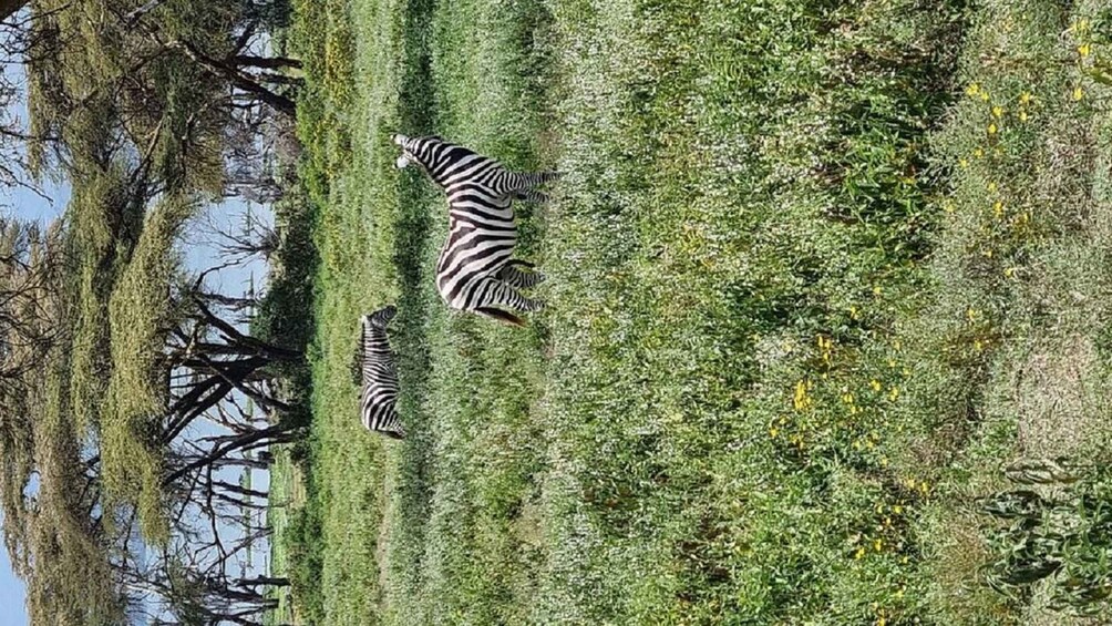 Zebra che pascolano in un prato erboso, con alberi sullo sfondo. 3