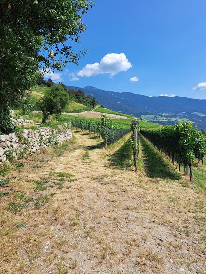 A vineyard with rows of grapevines, a stone wall, and a mountain range in the background. 5