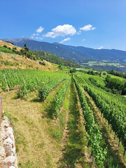 A vineyard with rows of grapevines extending towards a mountain range under a clear sky. 4