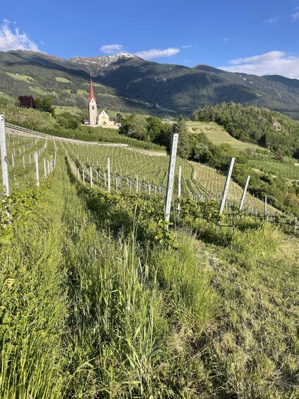 A vineyard with rows of grapevines, a church with a red roof, and mountains in the background. 1