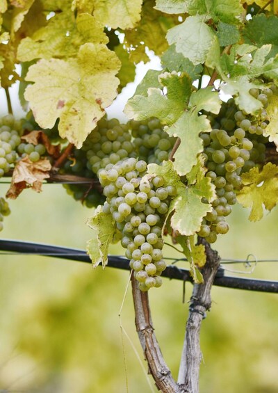 A cluster of green grapes on a vine with leaves, set against a blurred green background. 3