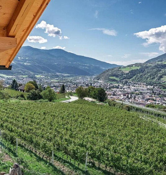 A vineyard with rows of grapevines, a town in the valley below, and mountains in the background. 2