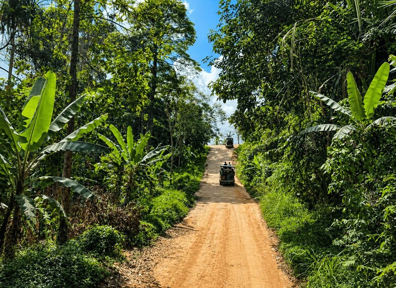 A dirt road flanked by lush greenery and banana plants, leading to a vehicle in the distance. 3