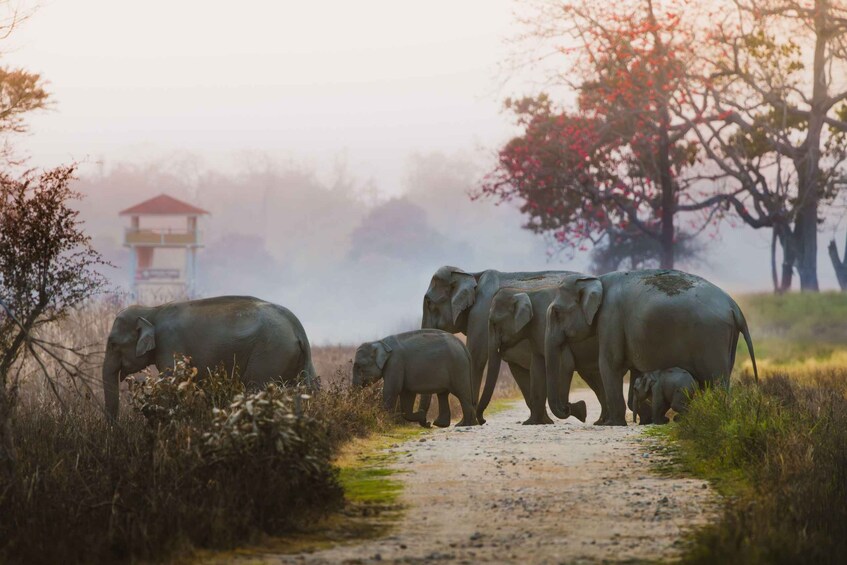 A dirt path with elephants and a building in the background. 1