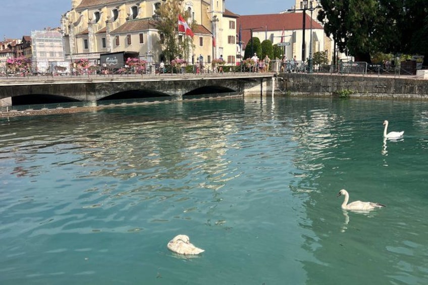 A river with swans swimming, a bridge, and buildings in the background. 4