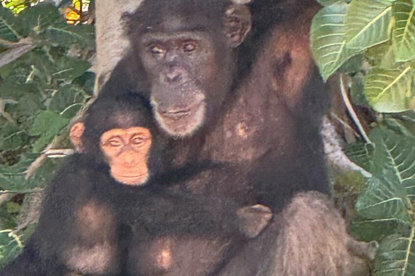 A chimpanzee and a baby chimpanzee sitting on a tree branch surrounded by green foliage. 1