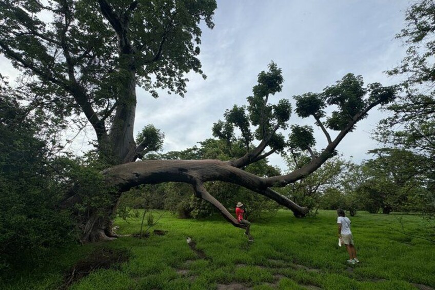 A large fallen tree in a grassy field with two people standing nearby. 4