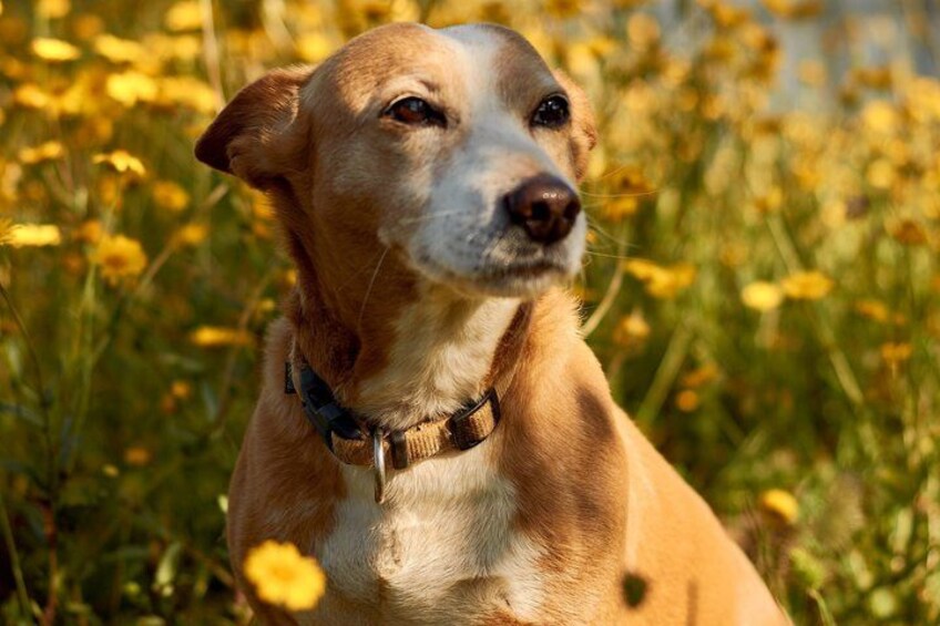 A dog in a field of yellow flowers. 5