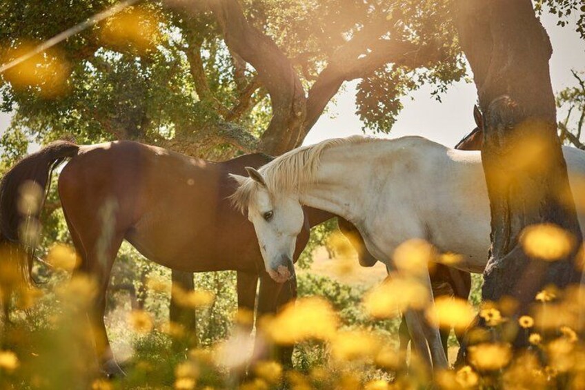 Two horses standing under trees in a field with sunlight filtering through. 3