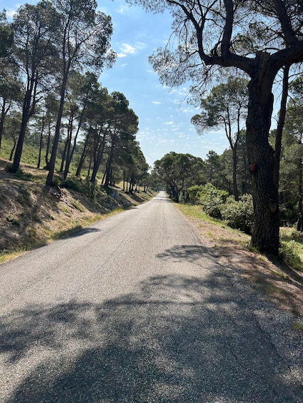 A paved road flanked by tall trees under a clear sky. 3