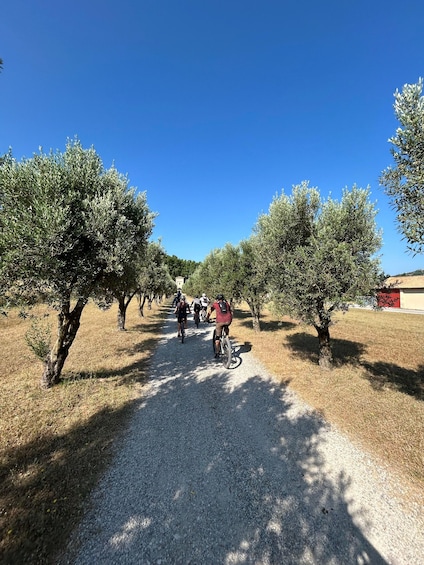 A gravel path lined with olive trees, cyclists, and a building in the background. 2