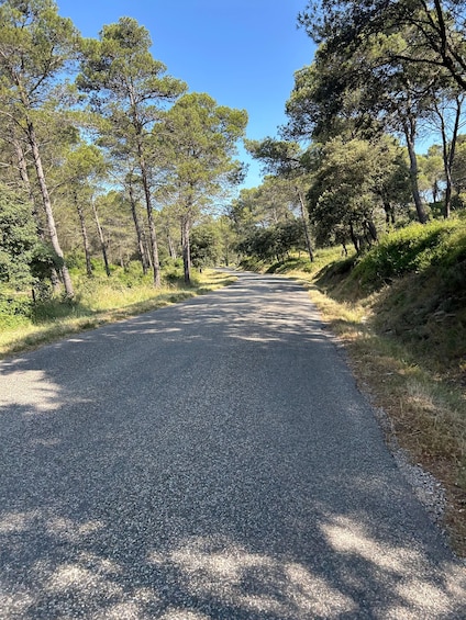 A gravel road flanked by trees and greenery under a clear blue sky. 5
