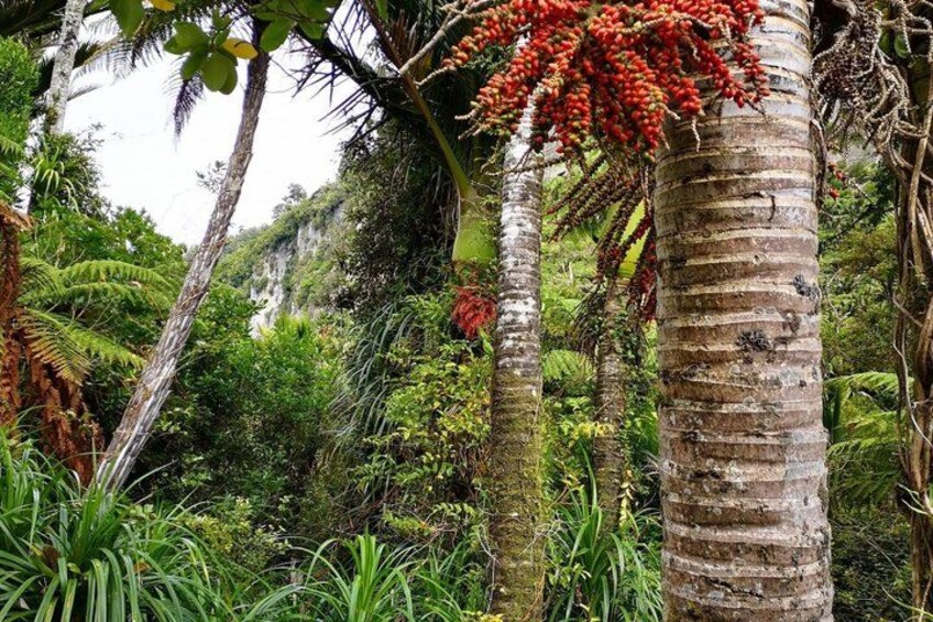 A tropical forest with tall palm trees and dense green foliage. 2