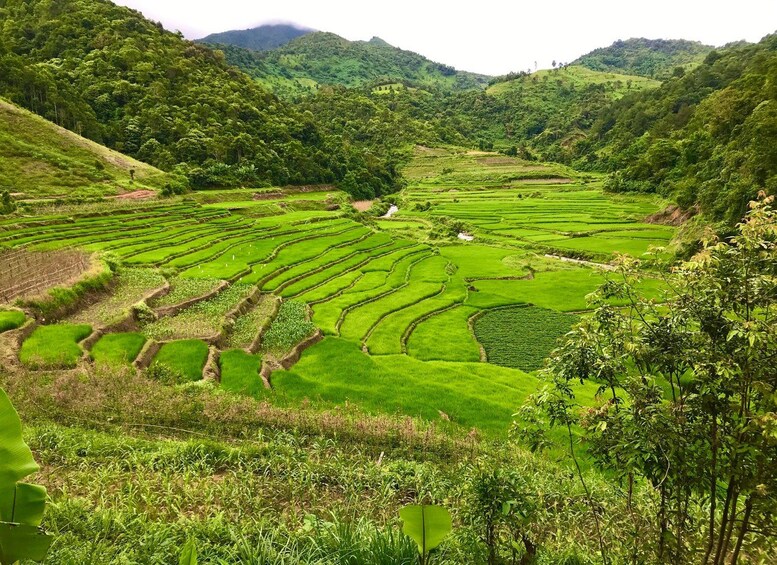 Terraced rice fields in a hilly landscape. 3