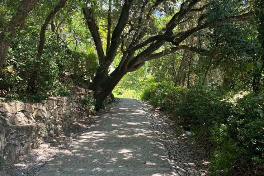 A narrow, stone-lined path through a wooded area with large trees overhead. 3