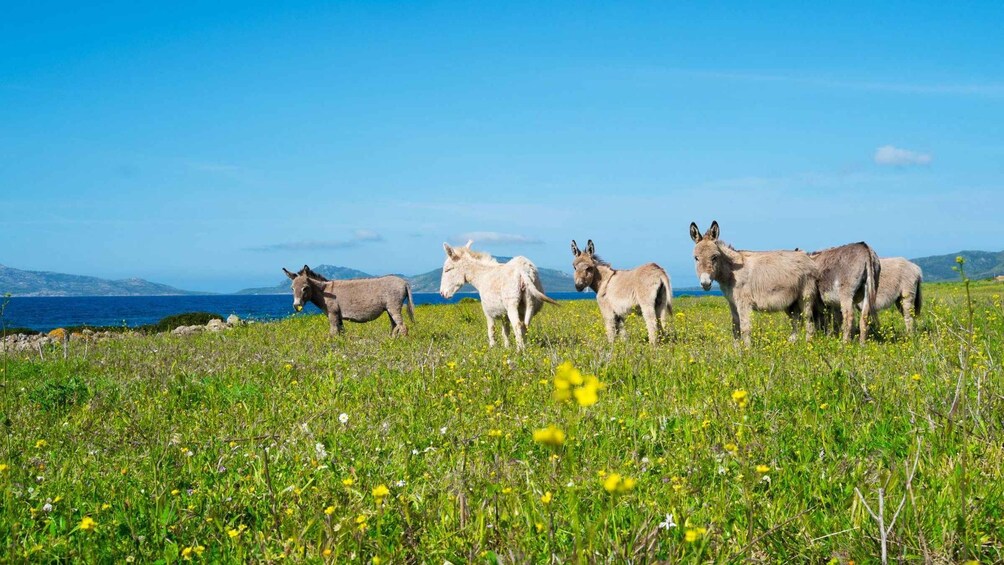 A group of donkeys grazing in a field with a clear blue sky and a distant view of the sea. 5
