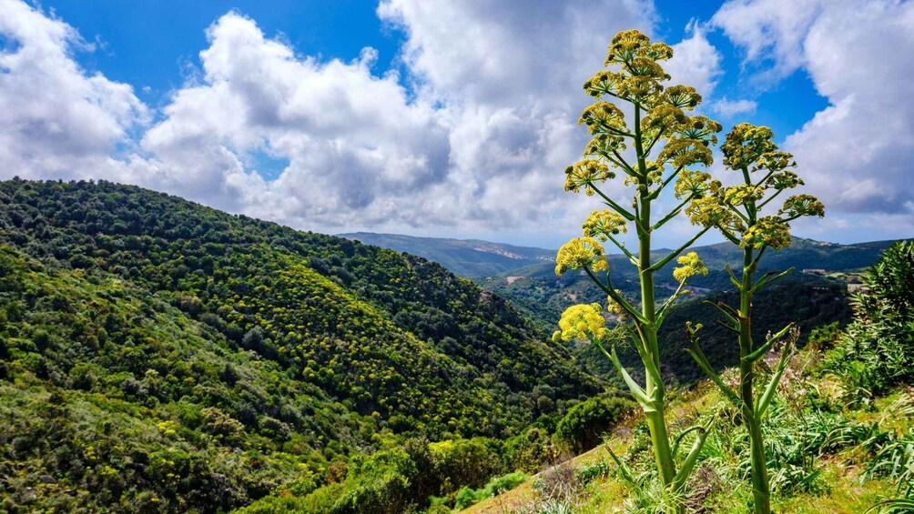 A mountainous landscape with dense green vegetation and a clear blue sky. 4