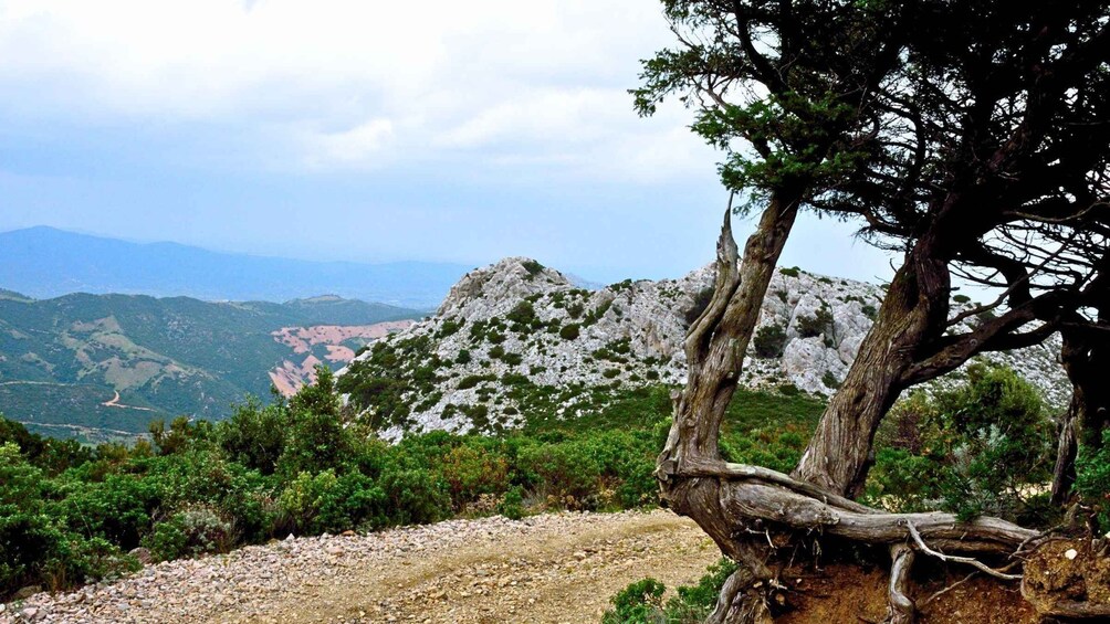 A rugged mountain landscape with a prominent rocky peak, dense green shrubbery, and a solitary tree with a twisted trunk. 2