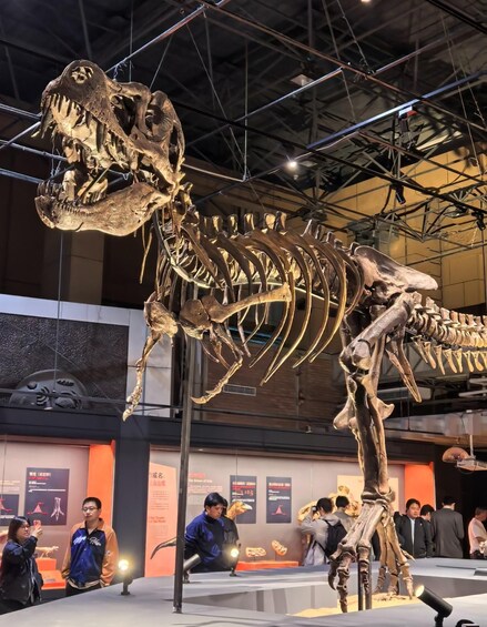 A large dinosaur skeleton exhibit in a museum. 1