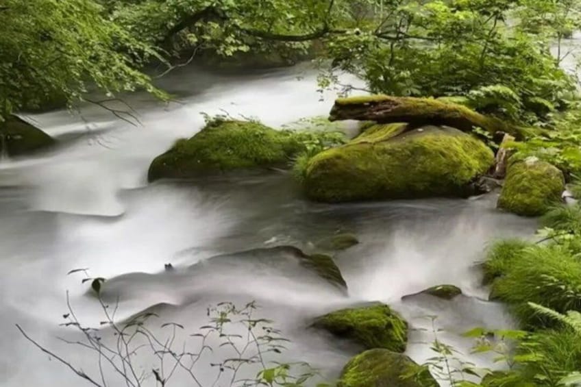 A stream flowing over rocks with moss, surrounded by dense green foliage. 5