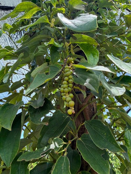 A fig tree with green figs hanging from the branches. 3