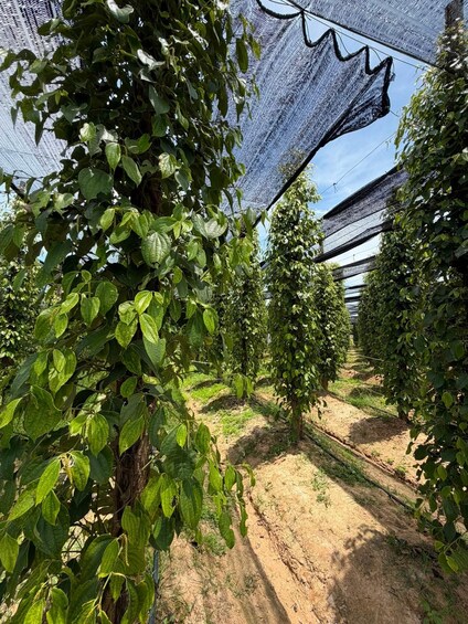 A greenhouse with rows of plants under a netting structure. 4