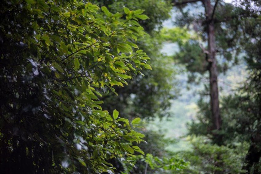 A dense forest with green foliage and a blurred background of trees. 2