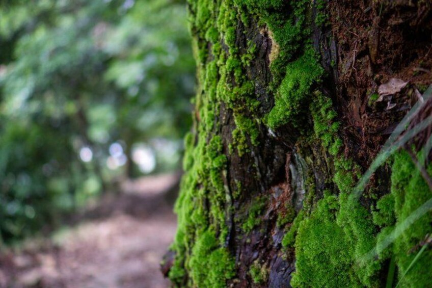 A tree trunk covered in green moss. 3