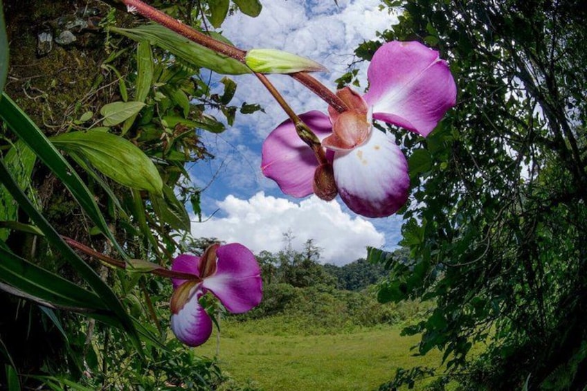 A purple orchid with a lush green background. 4