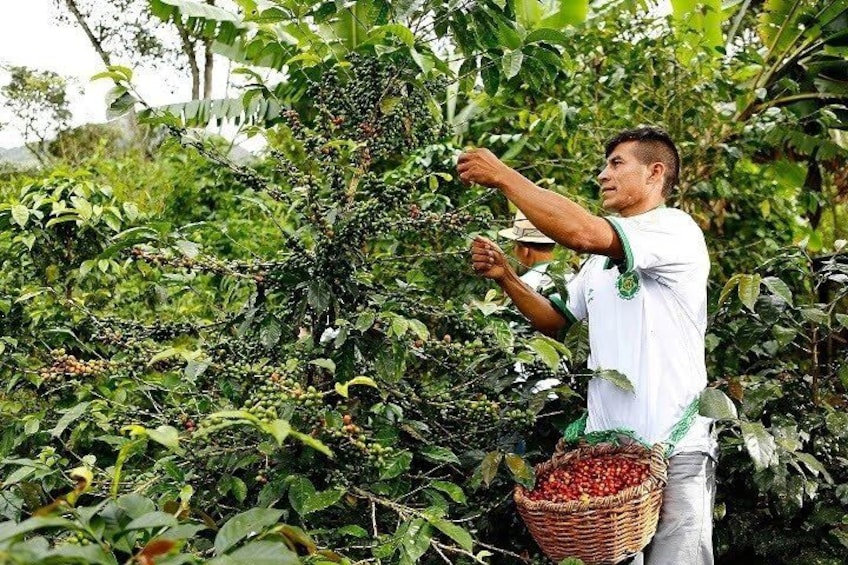 A person harvesting coffee cherries from a tree. 5