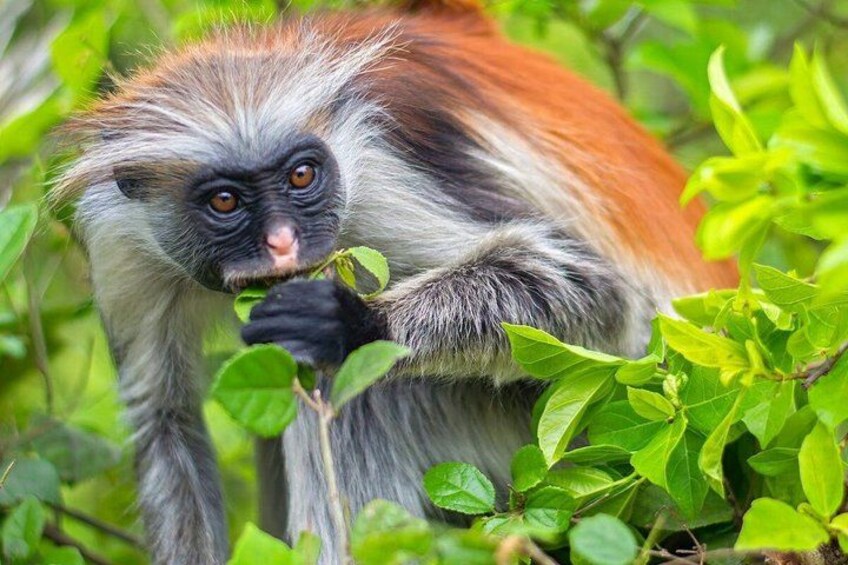 A monkey with grey and orange fur, surrounded by green foliage. 3