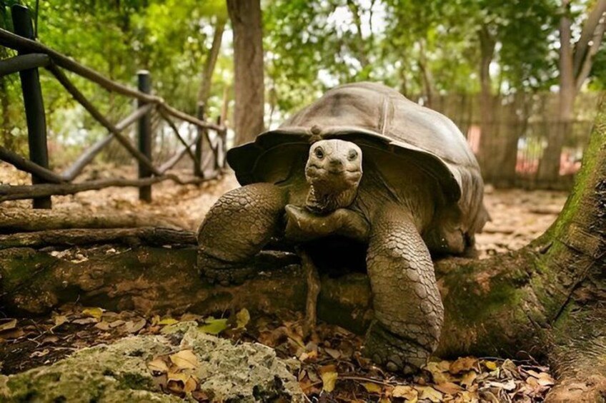 A tortoise on a forest floor with trees and a wooden fence in the background. 2