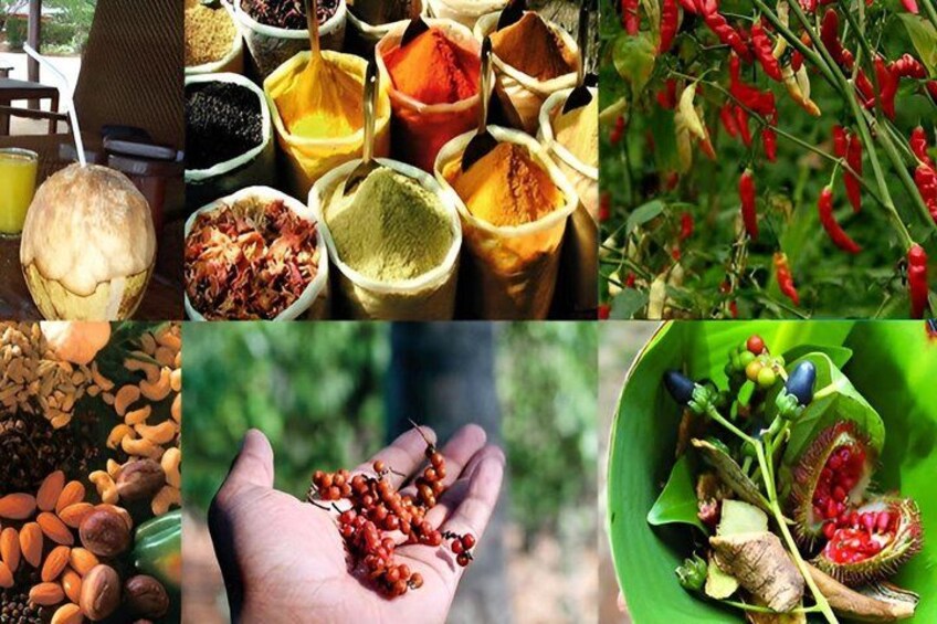 A variety of spices and seeds in bowls, a hand holding red berries, and a plant with red fruits. 5