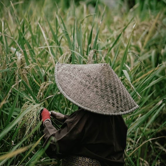 A person harvesting rice in a field. 2