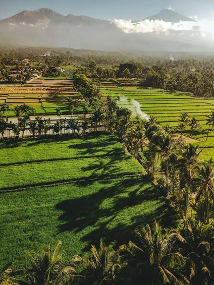 Terraced rice fields, palm trees, and a mountain with clouds. 1