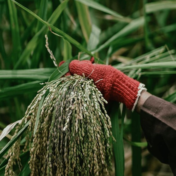 A close-up of a hand wearing a red glove holding a bunch of green rice plants. 3