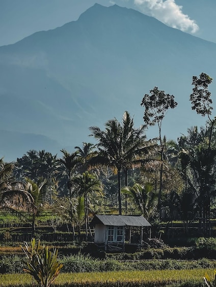 A rural landscape with a small house, palm trees, and a mountain in the background. 5
